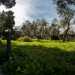 Tuttintorno a noi  un pullulare di pini mediterranei secolari, alberi di gelso, ulivi...